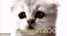 im-not-a-cat-cute