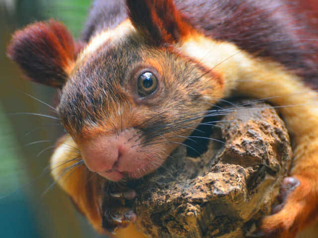 Indian Giant Squirr 4