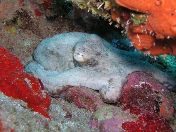 Sleeping-Octopus-St-Lucia-divers