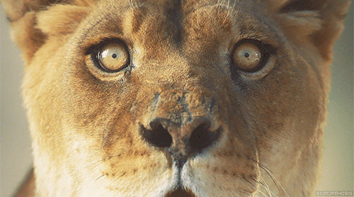 lioness sekhmet stare close up eyes