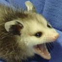 Opossum-128x128