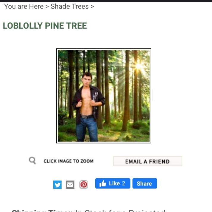 Pines