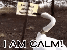 calm-swan