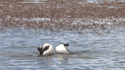 Hooded grebes
