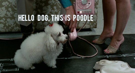 Dog 23 - Poodle