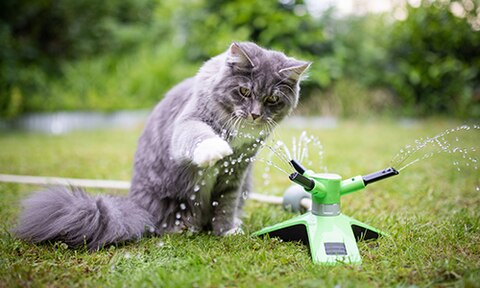 purina-article-cat-hate-water_500x300