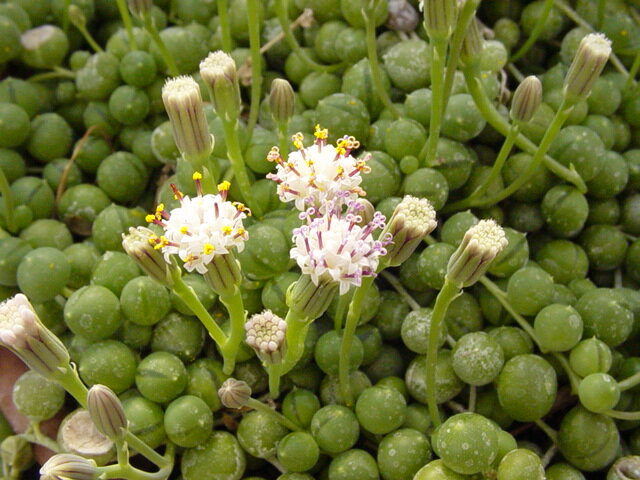 Curio rowleyanus