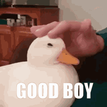 good-boy-2405350750
