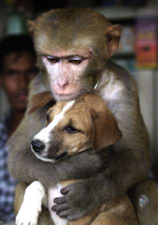 monkeyandpoochiu3