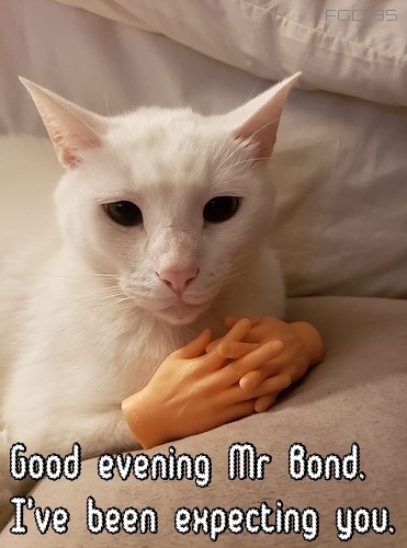 Cat__Good evening Mr Bond