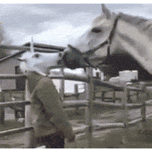 unicorn mask horse