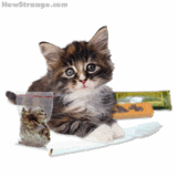 cat
