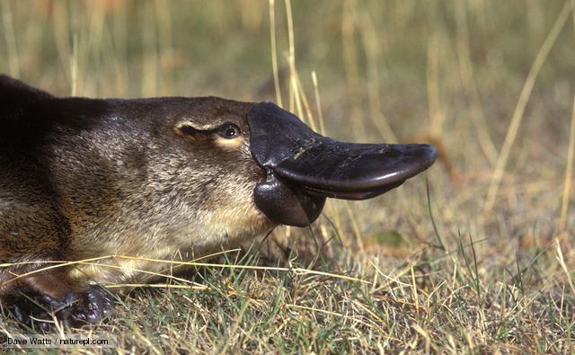 Duck-Billed-Platypus-Weird-And-Poisonous-Close-Up-2
