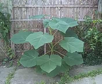 Unknown.Plant.8.5.21