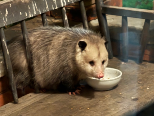 Opossum IMG_8483