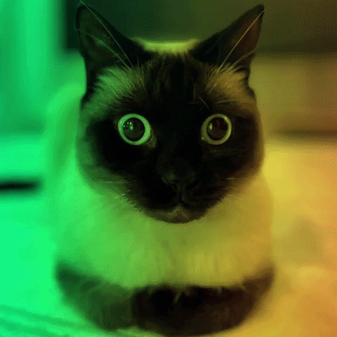 rainbow-lights-startled-siamese-cat-zwtlnfj6x0hfgypd-1515456005
