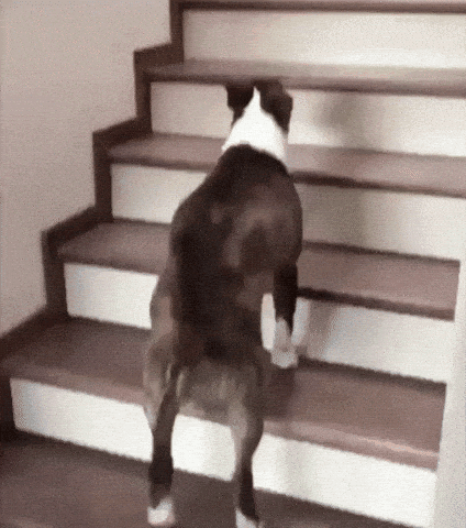 giphy-downsized