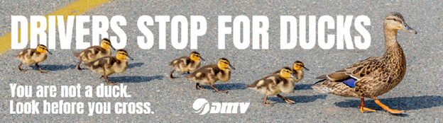 youre-not-a-duck