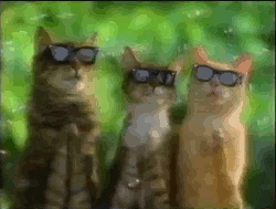 giphy-2647599508
