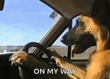 german-shepherd-dog-driving-car