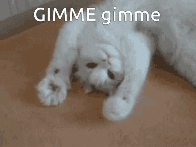 cat-gimme-lg