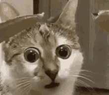 cat-wide-eyes
