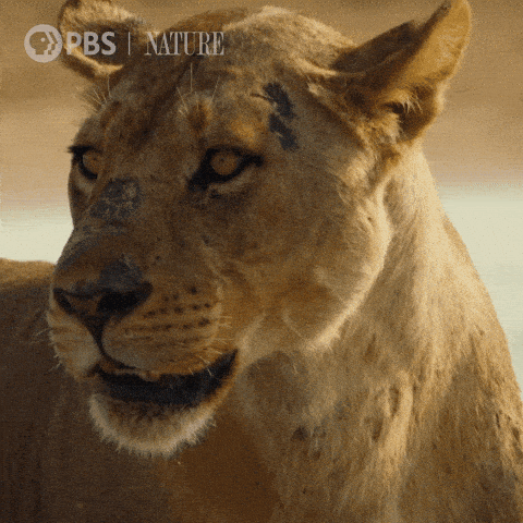 sekhmet lioness looks around roars opti