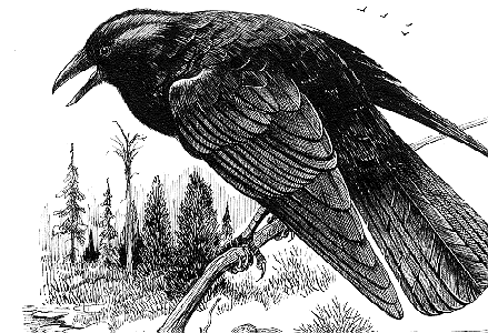 crow