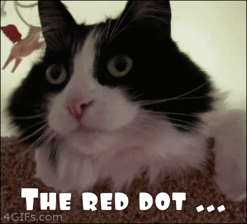 ohh-really-surprised-cat-qvcfkeh1b3mtdd9e-ezgif.com-added-text