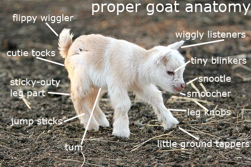 proper goat anatomy