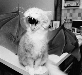 batcat