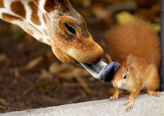 Red Squirr and Giraffe