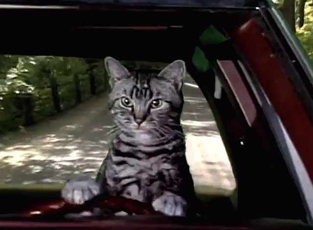 toonces02