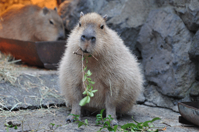 capybara-chew
