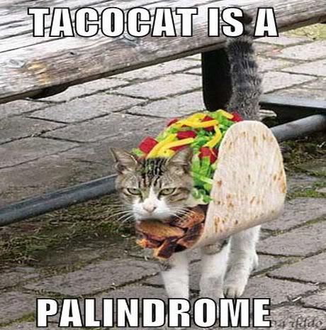 tacocat