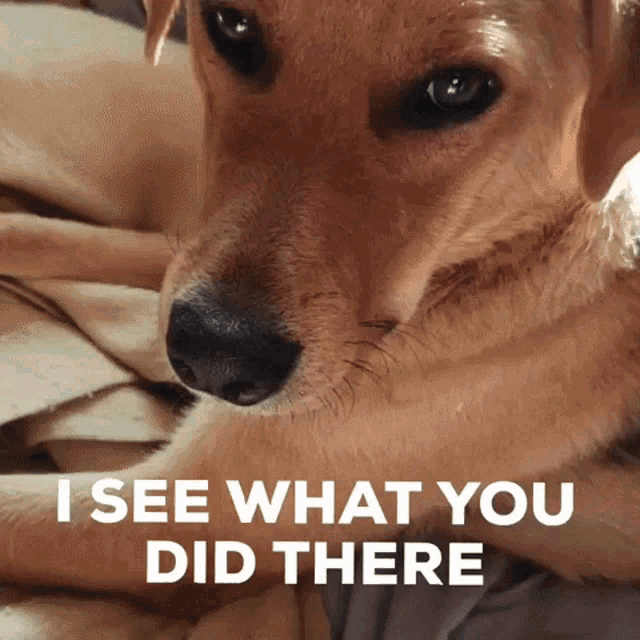 i-see-what-you-did-there-staring-dog-32ie4bba8uohvt28