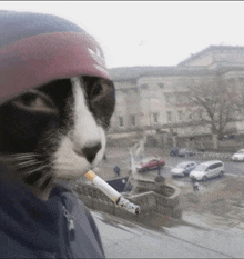 meme-cat