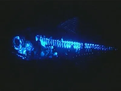 lanternfish_01bbc-fact-files