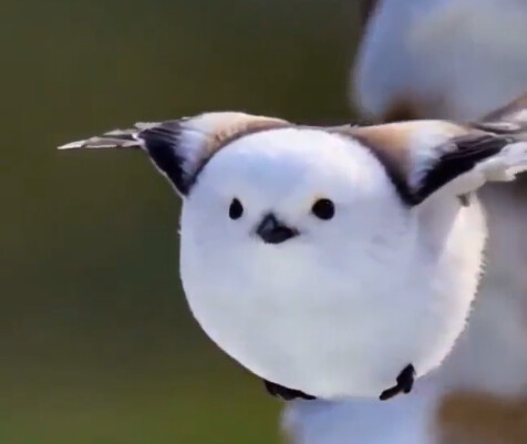 Round Birb