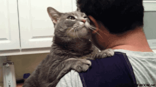 kitty-hugs