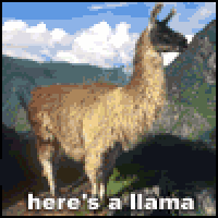 llama