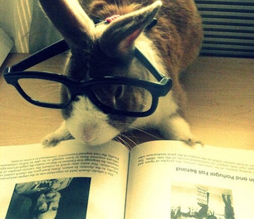 bunny-glasses-book-4289711128