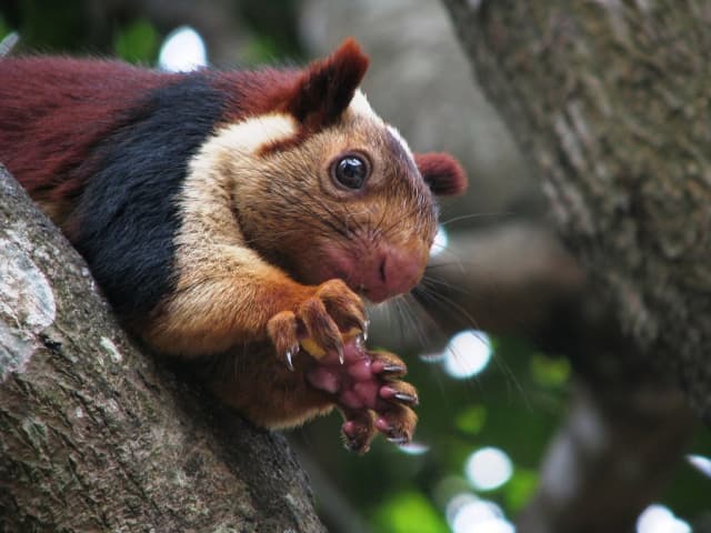 Indian Giant Squirr 1