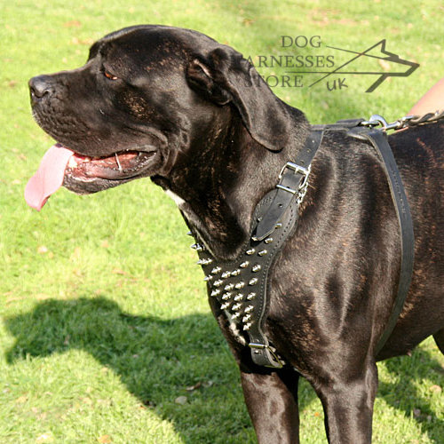 Cane-Corso-Wearing-Spiked-Leather-Harness-1311079469