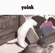yoink-ferret-thief