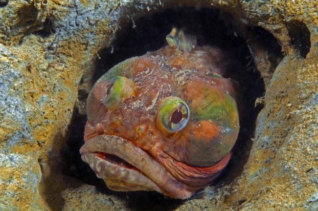sarcastic-fringehead
