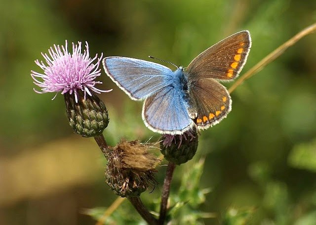 Gynandromorph butterfly